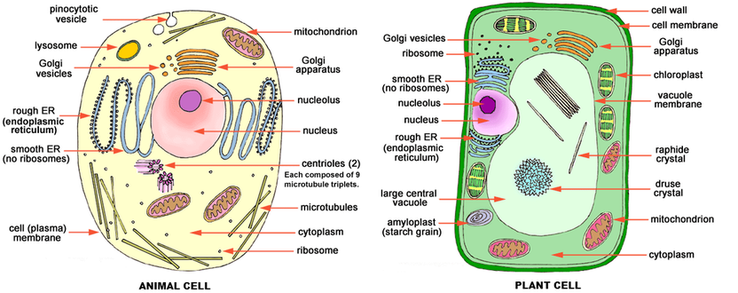 Topic 1: Cell Biology - Monique Lowes' IB Blog